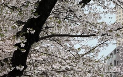 今週末は・・・